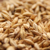 Weyermann® Acidulated Malt
