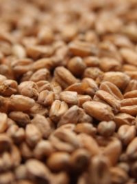 Weyermann® Oak Smoked Wheat Malt