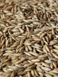 MALTED OATS